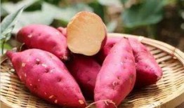 免费吃瓜地瓜,畅享田园美味新体验